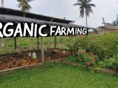 Organic Farming: किसानों को मिलेगी 5 साल तक 10000 प्रति एकड़ सब्सिडी, जानें कैसे उठा सकते हैं लाभ…