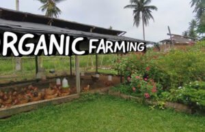 Organic Farming: किसानों को मिलेगी 5 साल तक 10000 प्रति एकड़ सब्सिडी, जानें कैसे उठा सकते हैं लाभ…