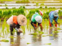 Paddy Crops Tips: धान की फसल बोने से पहले सावधान हो जाएं किसान…
