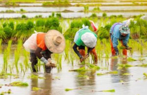 Paddy Crops Tips: धान की फसल बोने से पहले सावधान हो जाएं किसान…
