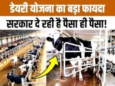 राज्य सरकार ने पशुधन विकास और दुग्ध उत्पादन बढ़ाने के लिए गो-समृद्धि कार्य योजना…