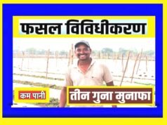 cg” कम पानी, अधिक मुनाफा धान छोड़ उद्यानिकी फसलों की ओर बढ़े किसान…”