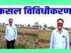 cg” कृषि विभाग के मार्गदर्शन से बढ़ा उत्साह धान के स्थान पर कुछ हिस्से में गेंदा फूल की करेंगे खेती…”