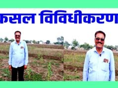 cg” कृषि विभाग के मार्गदर्शन से बढ़ा उत्साह धान के स्थान पर कुछ हिस्से में गेंदा फूल की करेंगे खेती…”