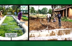 cg” हरी खाद से कम होगी लागत और बढ़ेगी पैदावार…”