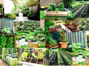 Vegetables: 15-20 दिनों में तैयार हो जाएगी ये सब्जियां, घर में बनाएं मिनी वेजिटेबल गार्डन…
