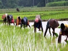 प्रदेश में लक्ष्य का 97 प्रतिशत बोनी पूर्ण…