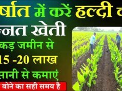 हल्दी की खेती से बढ़ रही फसल विविधता, किसानों की आय में हो रही वृद्धि…