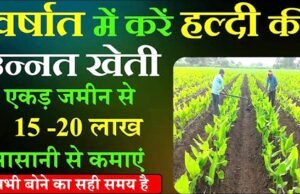 हल्दी की खेती से बढ़ रही फसल विविधता, किसानों की आय में हो रही वृद्धि…