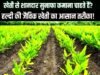 हल्दी की खेती से बढ़ रही फसल विविधता, किसानों की आय में हो रही वृद्धि….