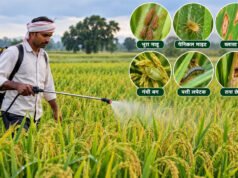 लगातार वर्षा को देखते हुए किसानों को फसलों में कीट एवं रोग प्रबंधन की सलाह…