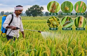 लगातार वर्षा को देखते हुए किसानों को फसलों में कीट एवं रोग प्रबंधन की सलाह…