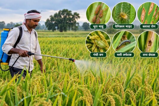 लगातार वर्षा को देखते हुए किसानों को फसलों में कीट एवं रोग प्रबंधन की सलाह…