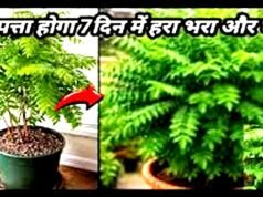 कड़ी पत्ते का पौधा! गार्डनिंग एक्सपर्ट से जानें सही केयर टिप्स…
